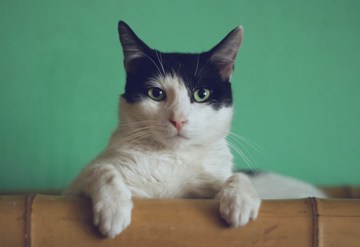Gatos