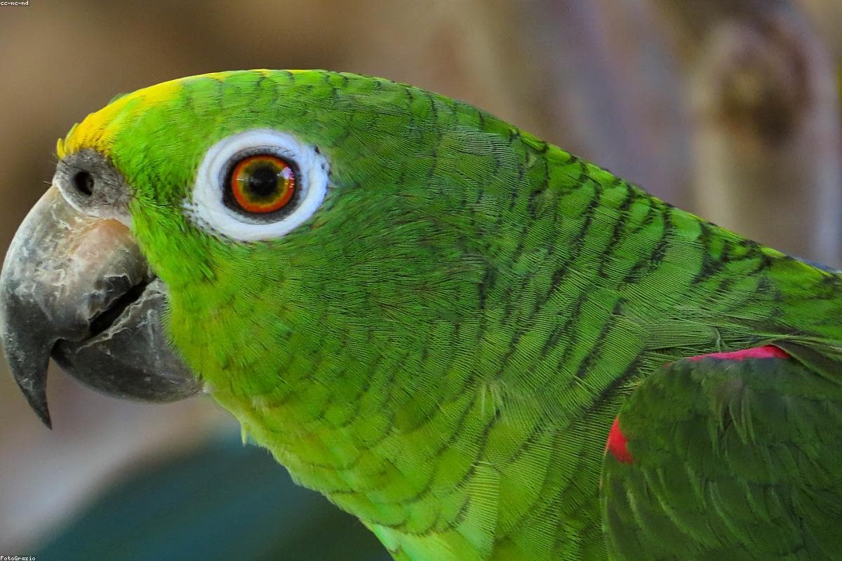Pássaros