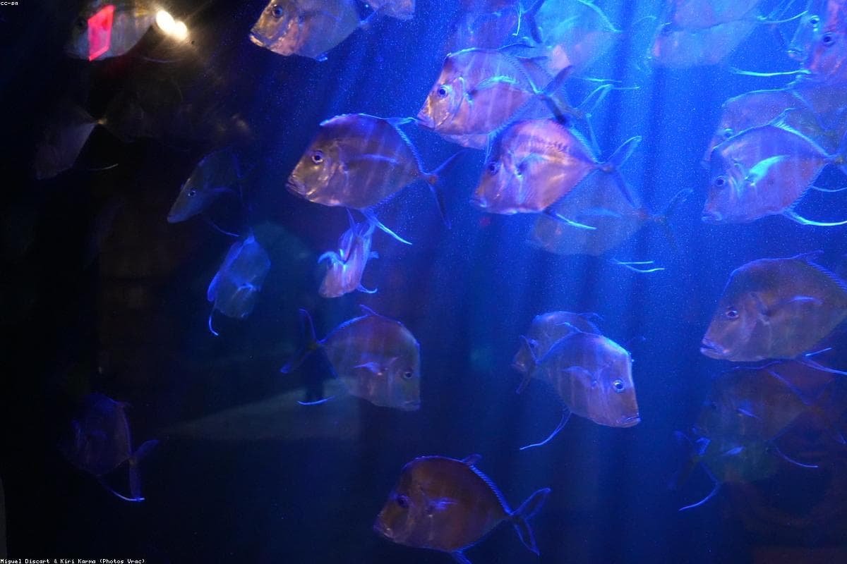 Peixes