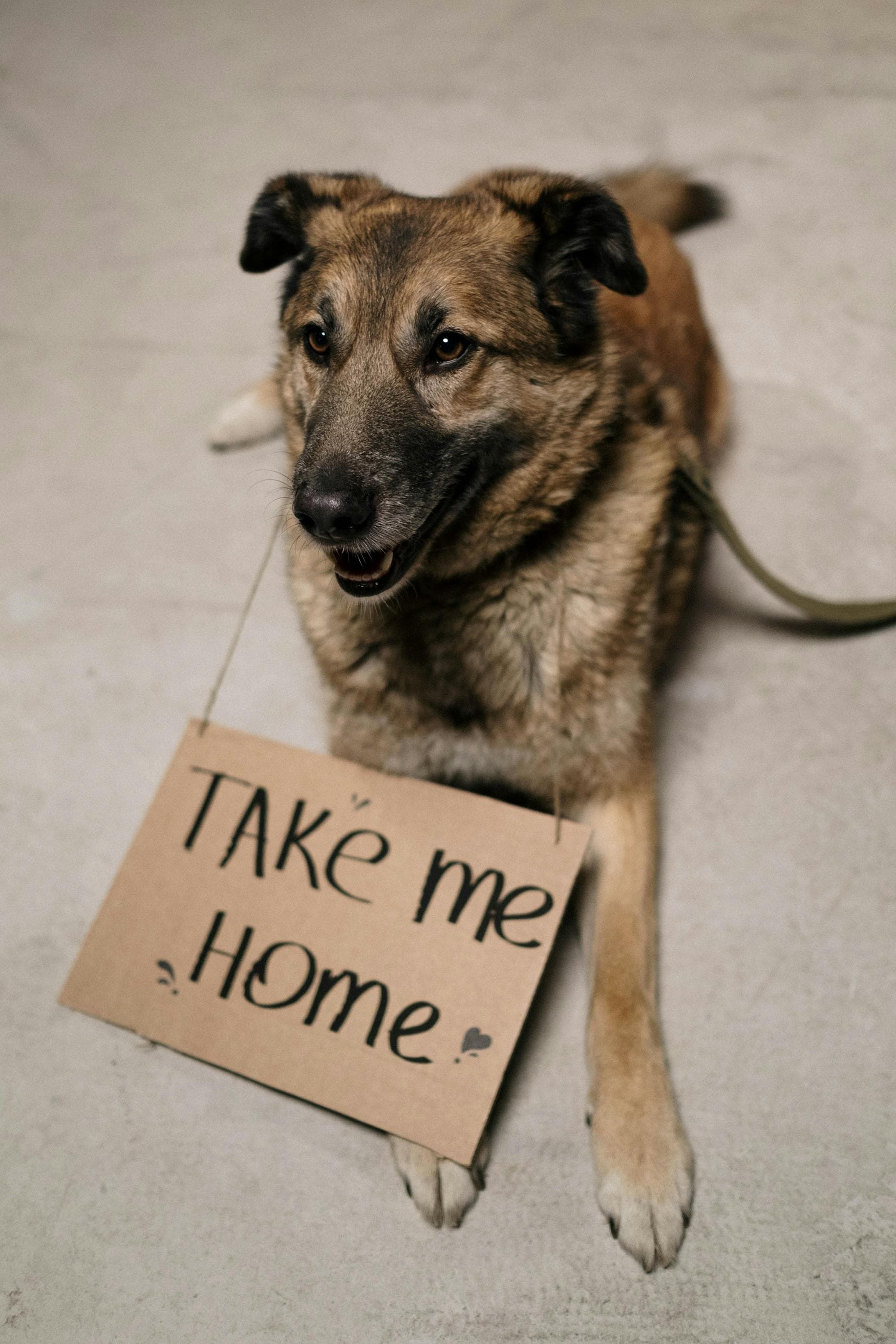 Ofertas e petcare