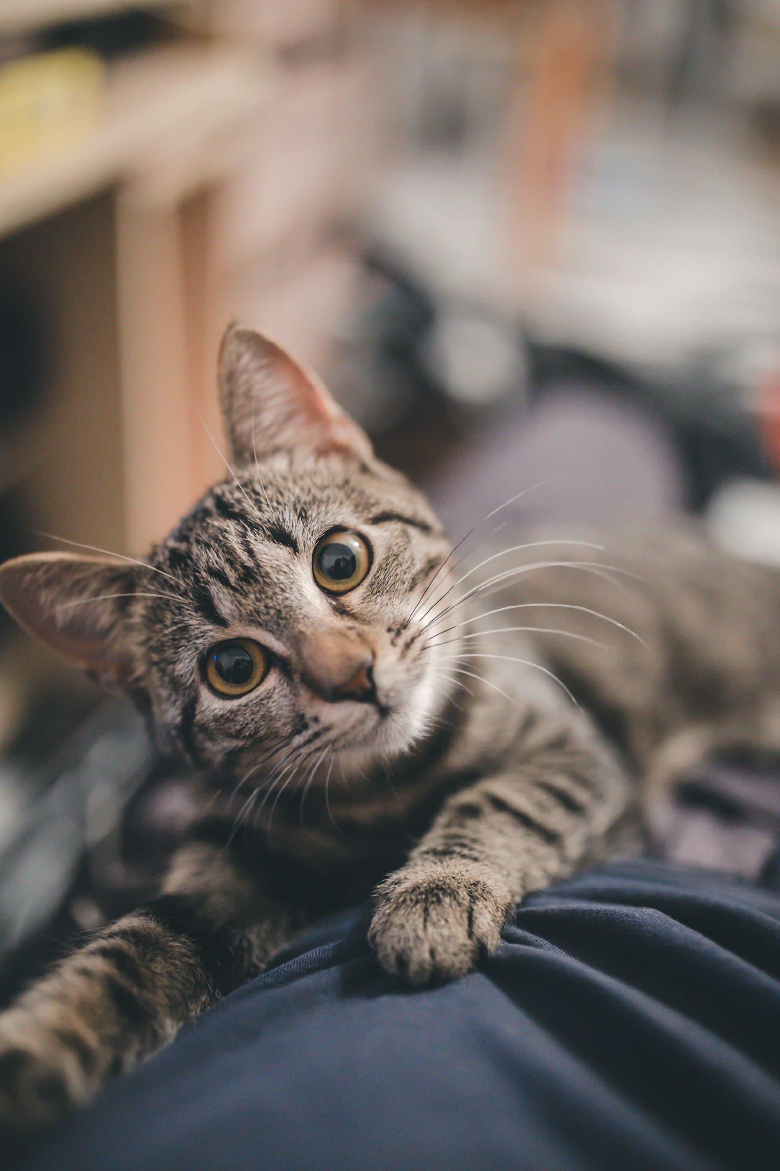 Play Pet